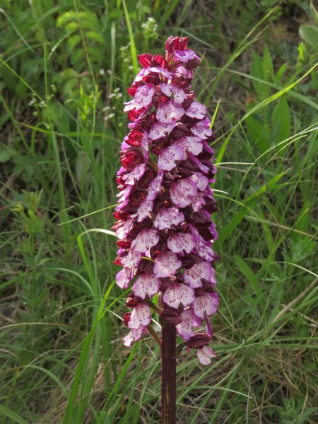 (47) Lady Orchid (Orchis purpurea).JPG